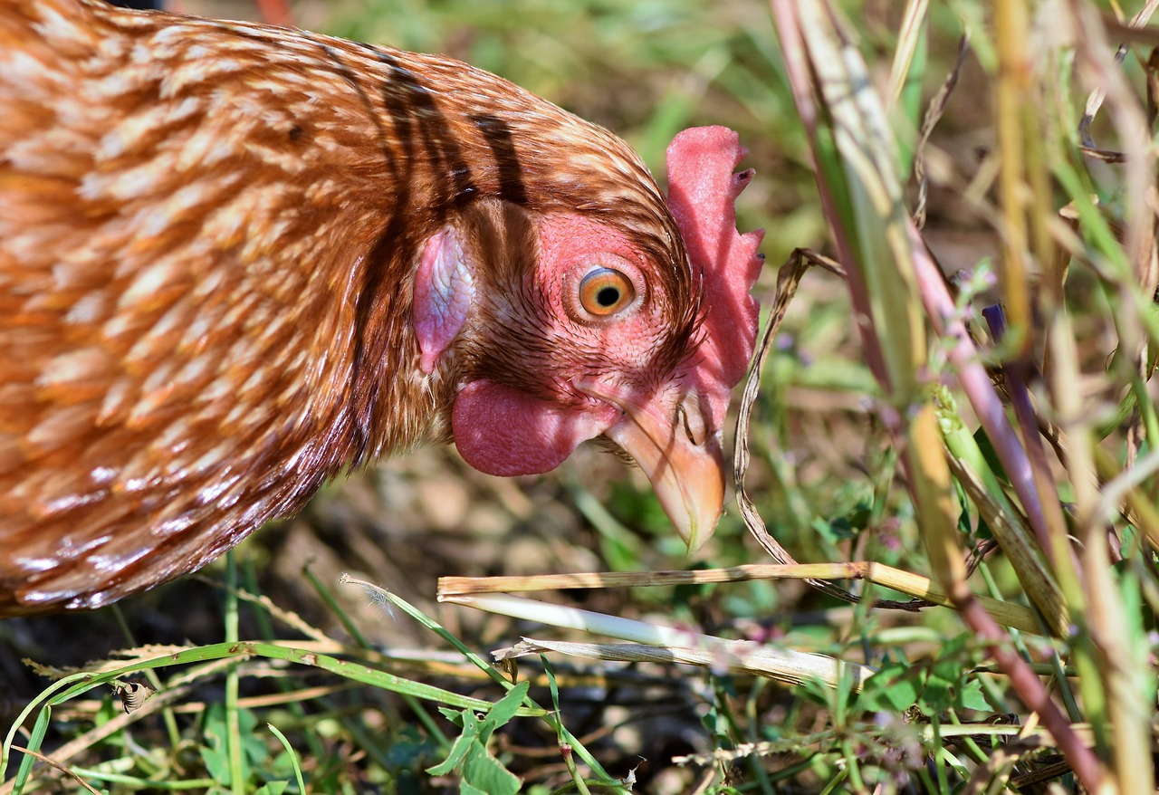 chicken, coop idea
