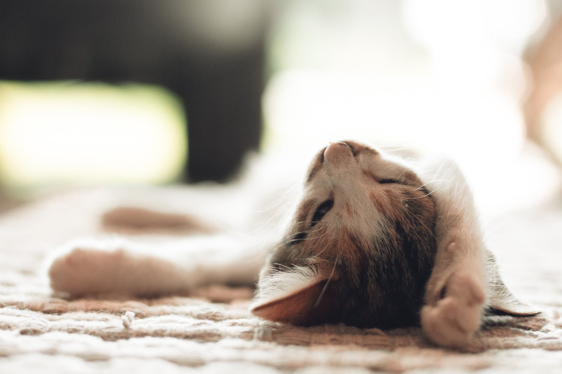 Best carpet cleaner for pets